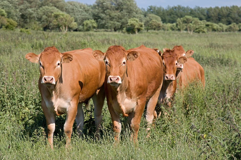landbouw industrie hdr vee polder agrarisch agricultuur milieu klimaat stikstof co2